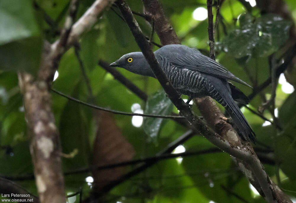 Barred Cuckooshrikeadult