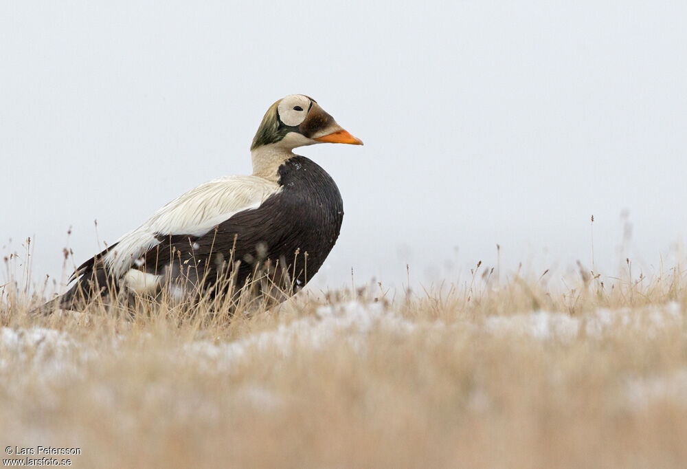 Spectacled Eider