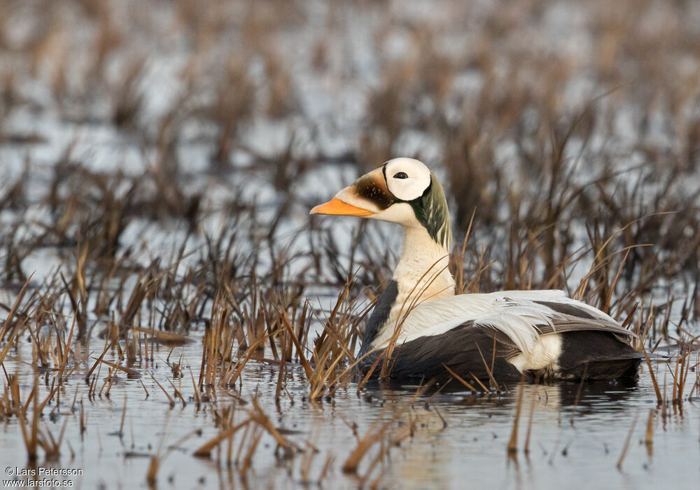 Spectacled Eider