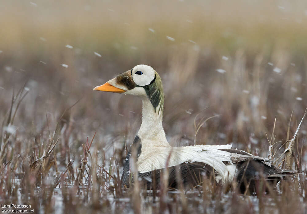 Spectacled Eider male adult breeding
