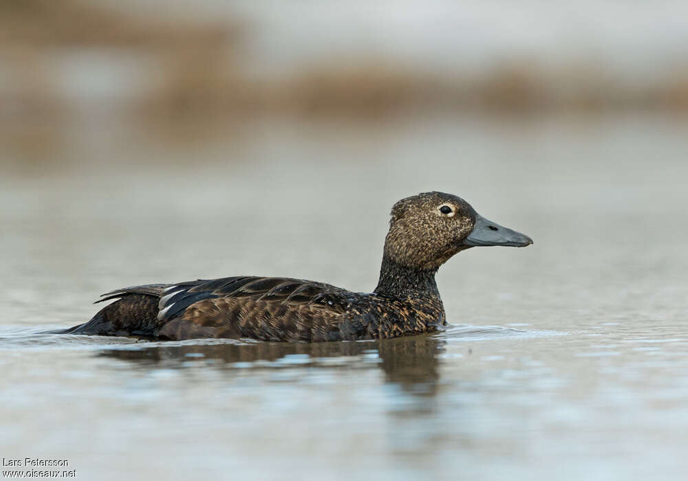 Eider de Steller femelle adulte nuptial, identification
