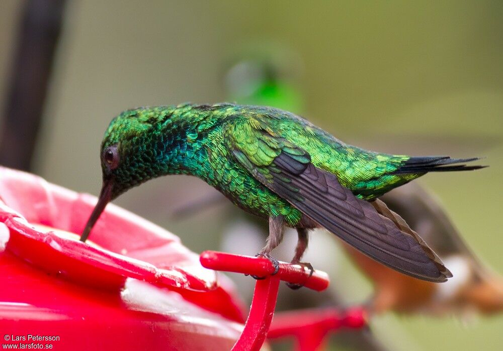 Blue-tailed Emerald