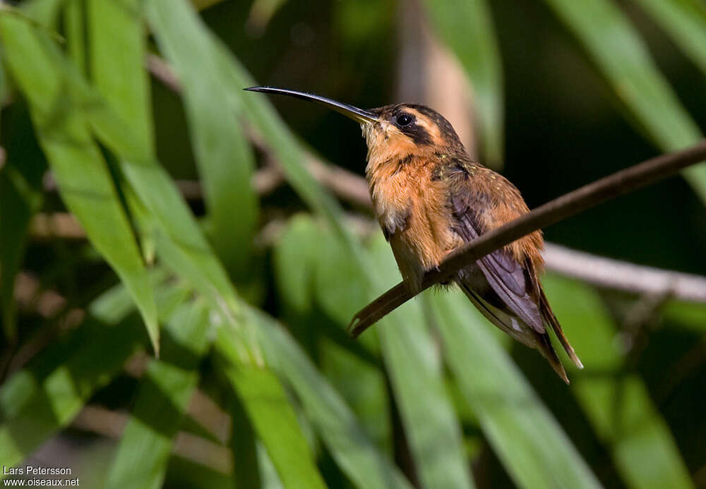 Reddish Hermit male adult, identification