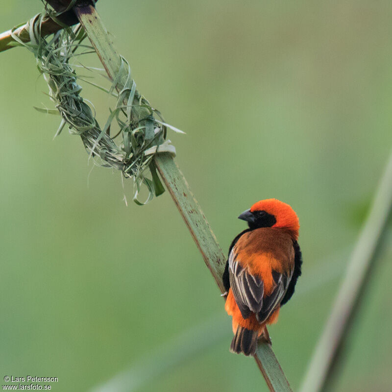 Zanzibar Red Bishop