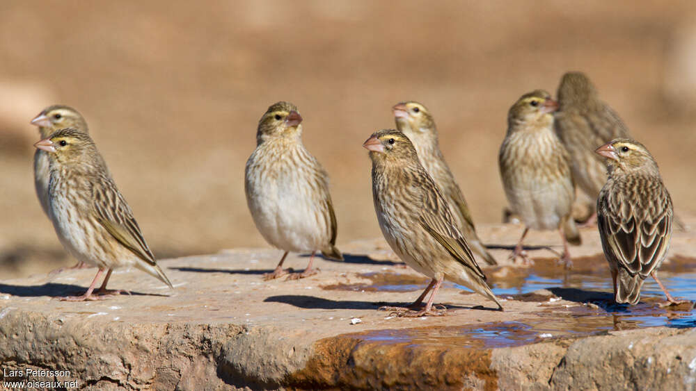 Southern Red Bishopimmature, pigmentation, Behaviour