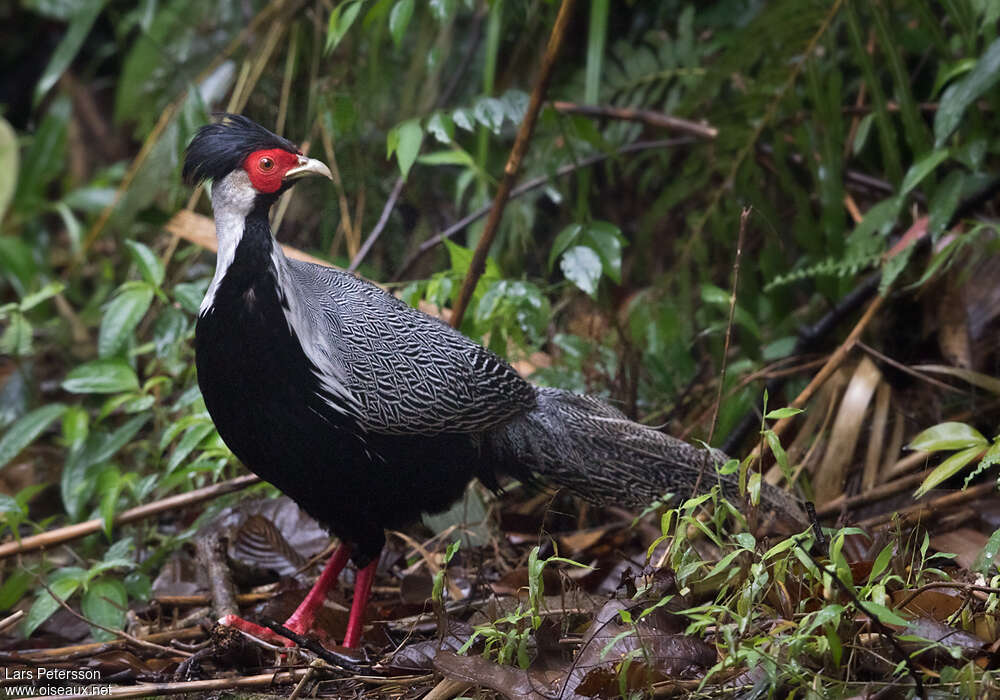 Silver Pheasant male adult, identification