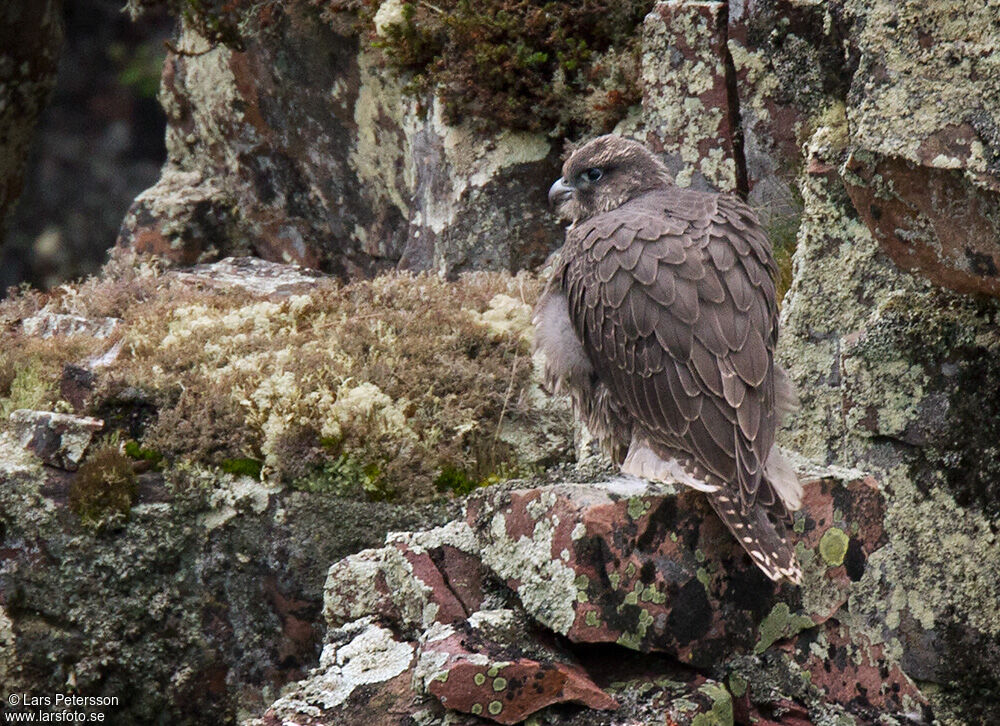 Gyrfalcon