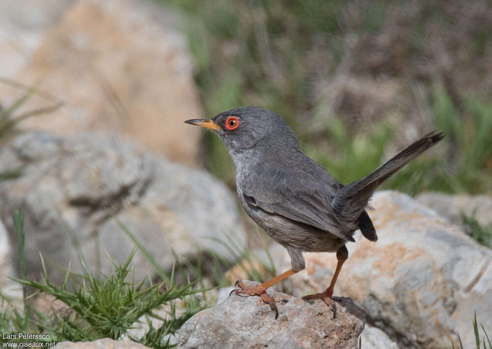 Fauvette des Baléares mâle adulte nuptial, identification