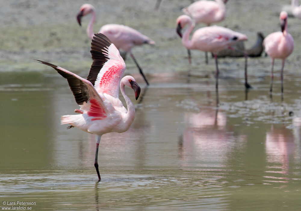 Lesser Flamingo