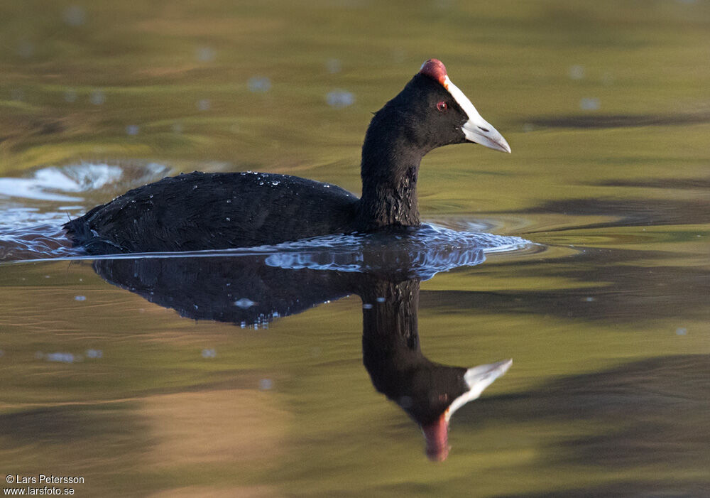 Red-knobbed Coot