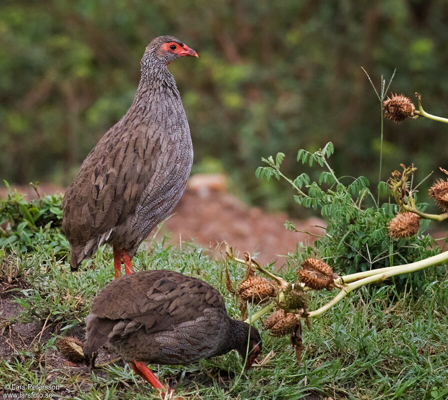 Red-necked Spurfowl