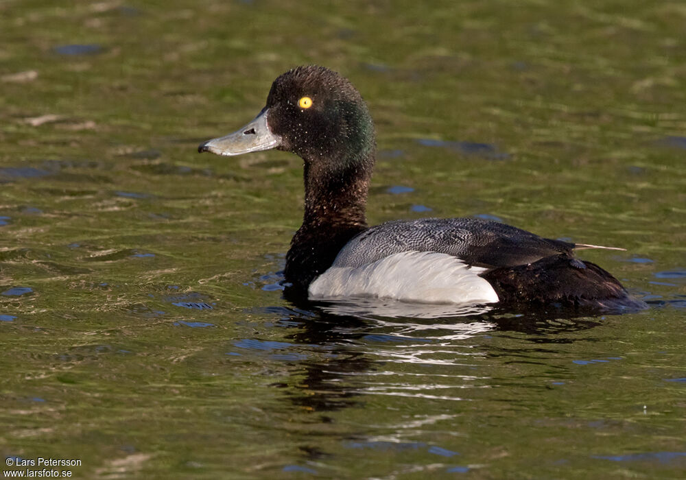 Greater Scaup