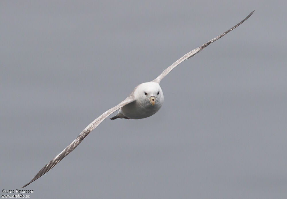 Fulmar boréal