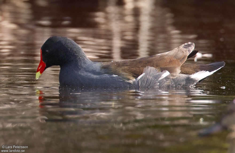 Common Gallinule