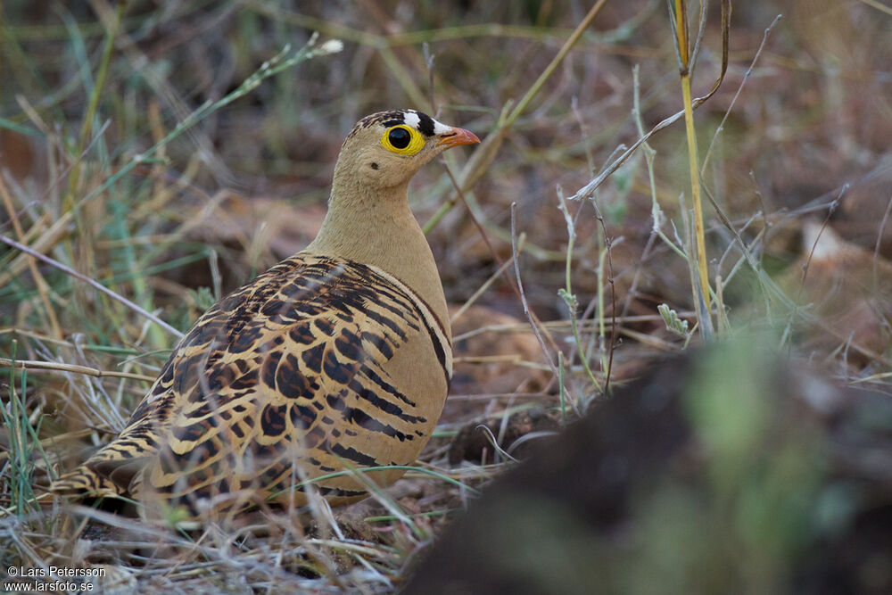Four-banded Sandgrouse