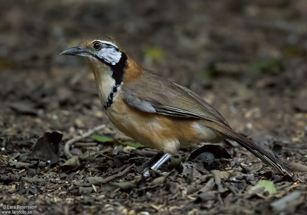 Garrulaxe à plastron