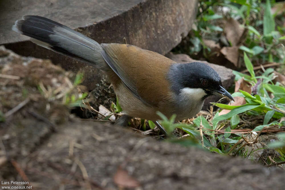 Garrulaxe de Vassaladulte, identification