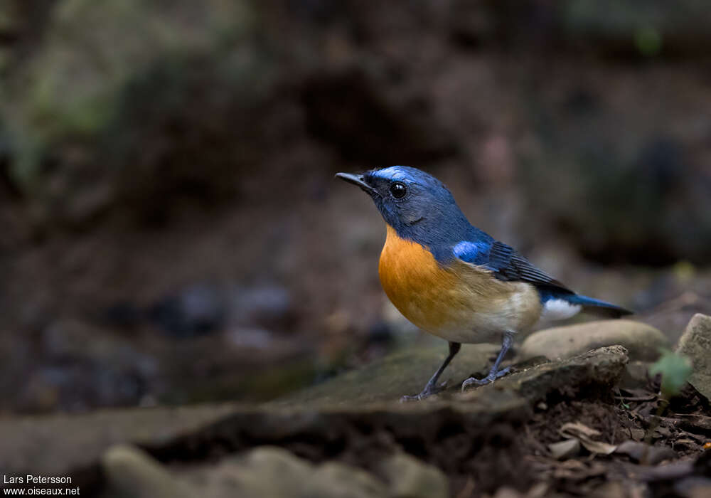 Gobemouche du Yunnan mâle adulte nuptial, habitat, pigmentation