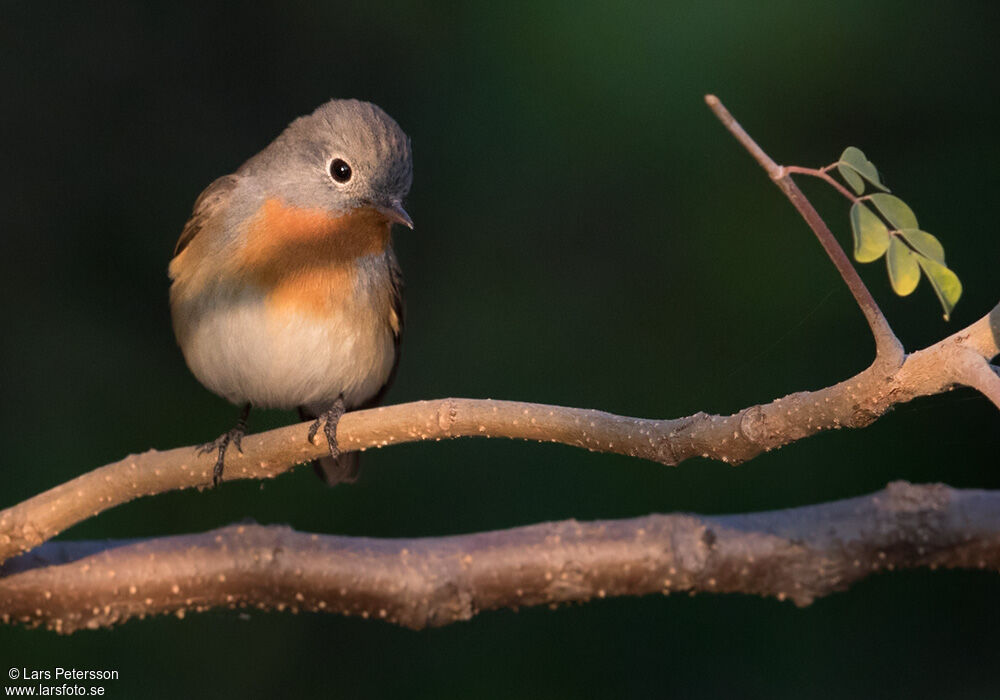 Red-breasted Flycatcher
