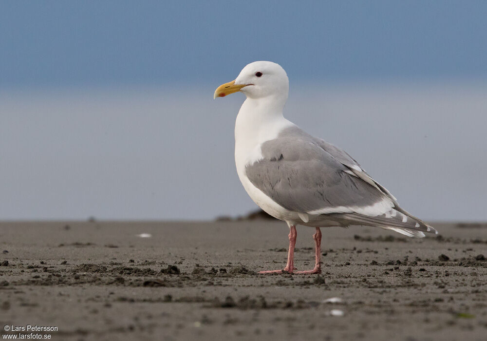 Goéland à ailes grises