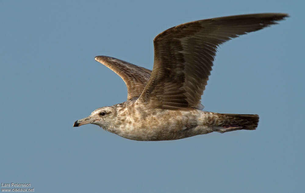 California Gulljuvenile, Flight