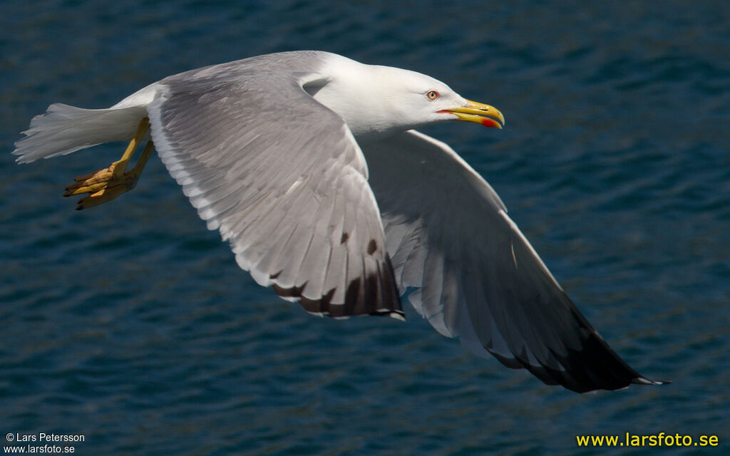 Yellow-legged Gull