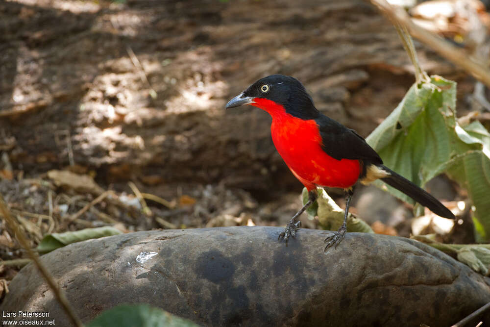 Gonolek à ventre rougeadulte, identification