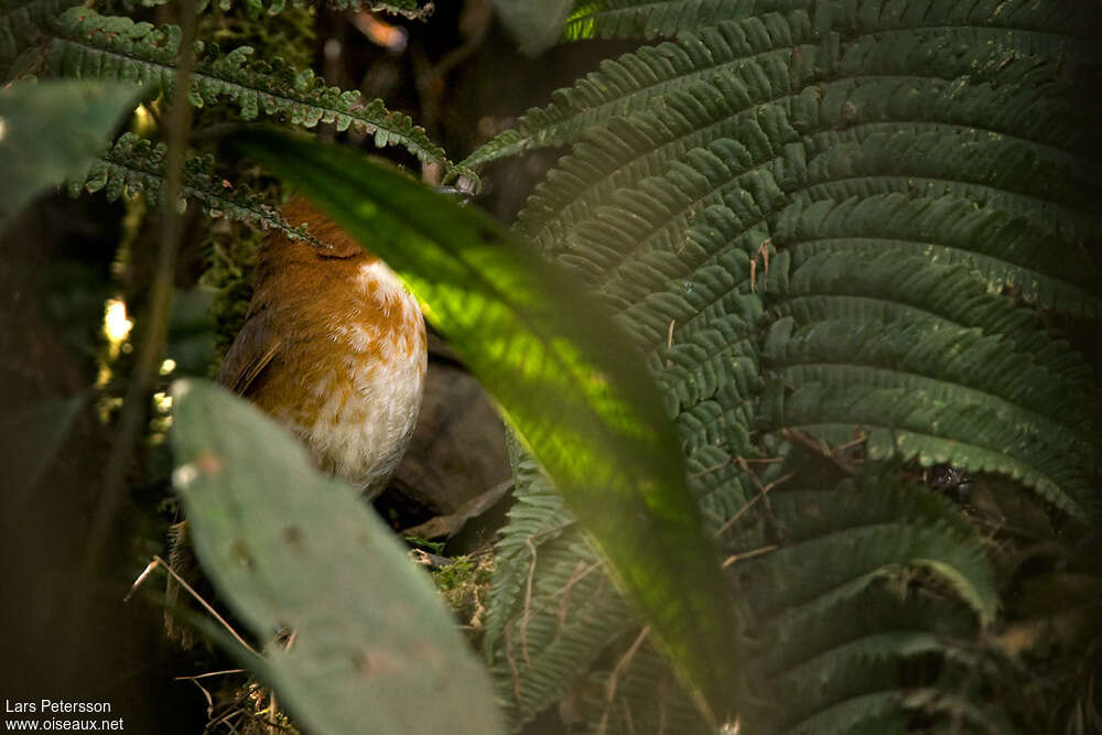 Grallaire de Cuzcoadulte, identification