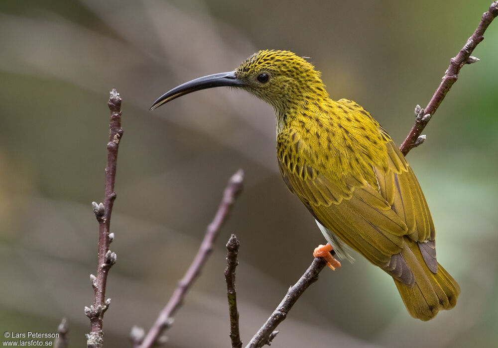 Streaked Spiderhunter