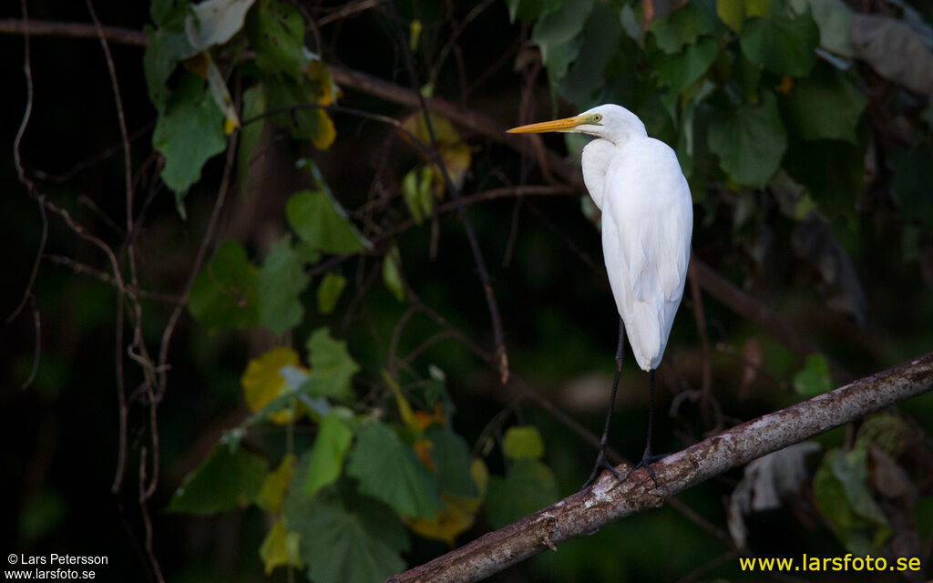 Grande Aigrette
