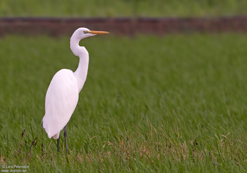 Grande Aigrette