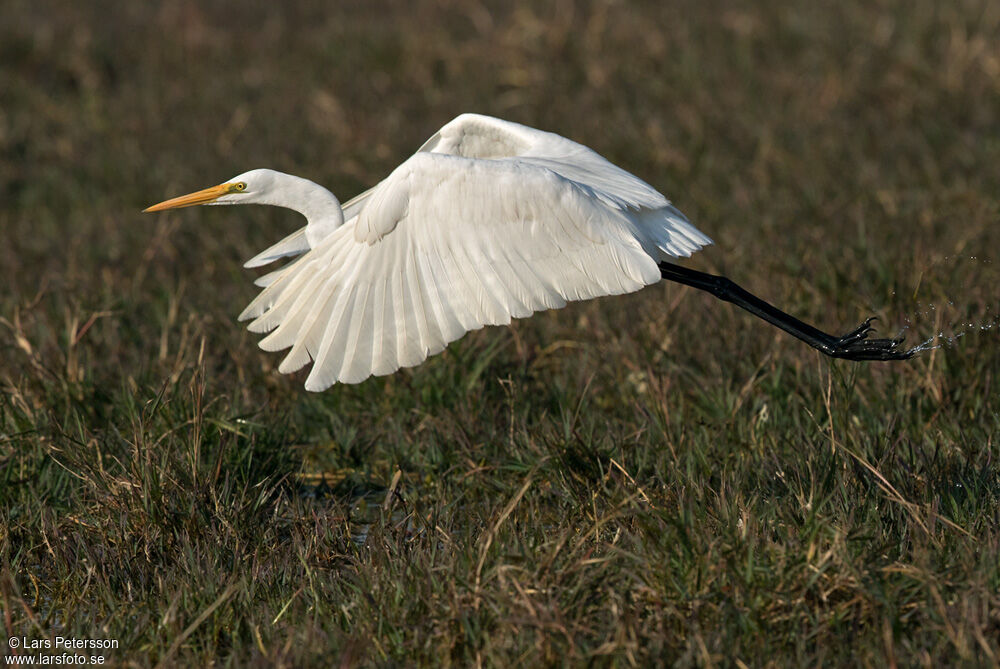 Grande Aigrette
