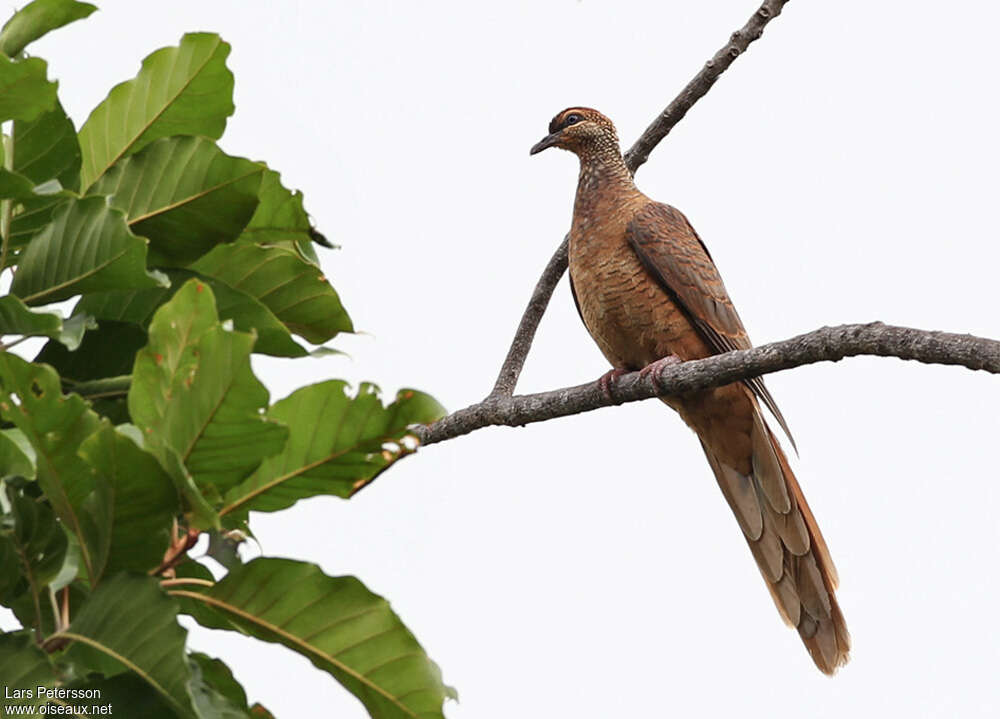 Timor Cuckoo-Dove