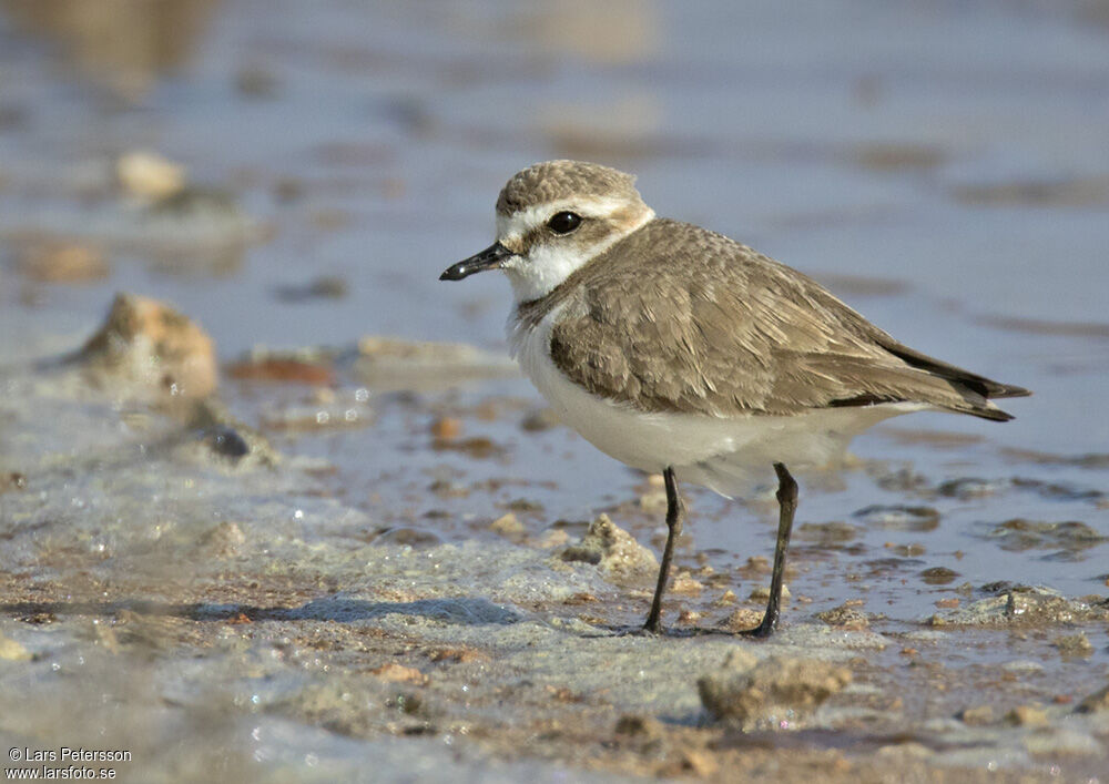 Kentish Plover