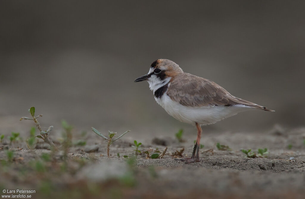 Collared Plover