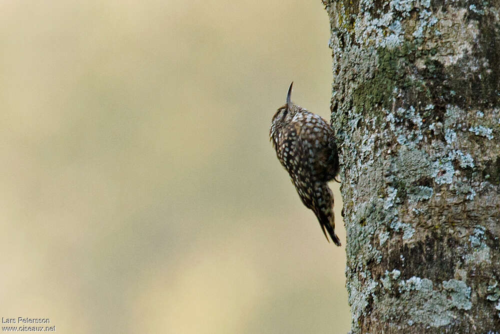 African Spotted Creeperadult, Behaviour