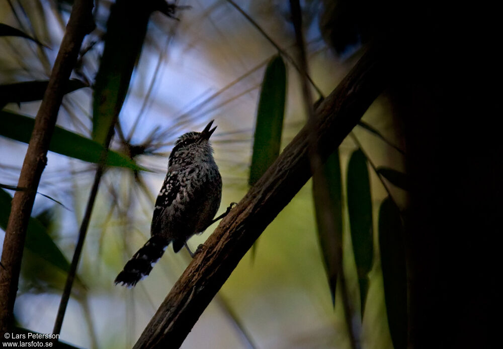 Scaled Antbird