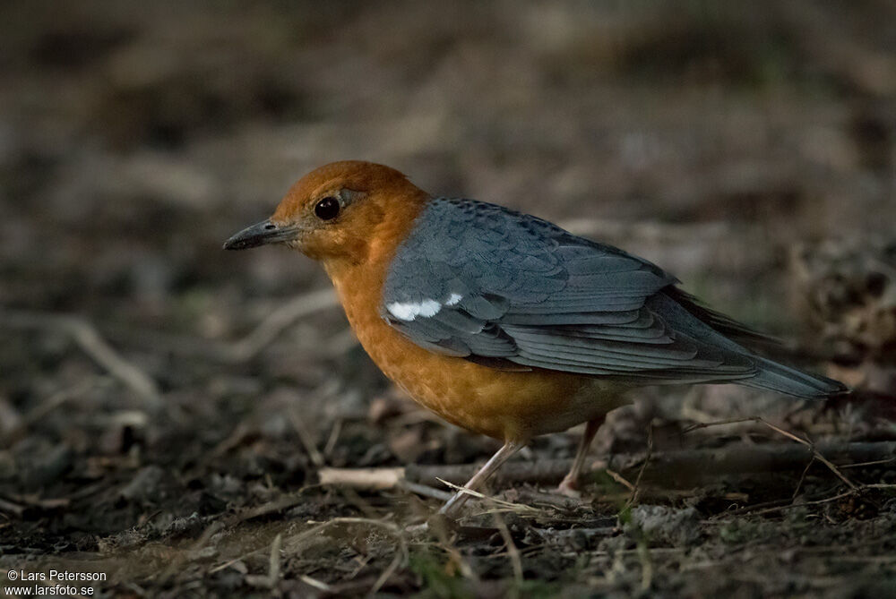 Grive à tête orange