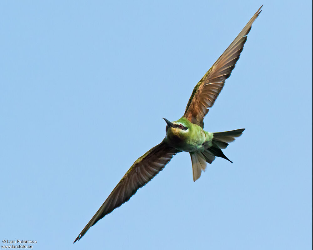Blue-cheeked Bee-eater