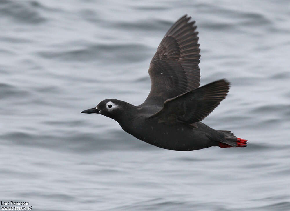 Spectacled Guillemot, Flight