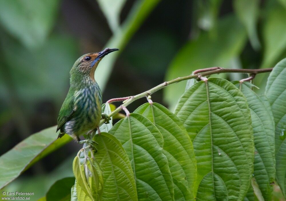 Purple Honeycreeper