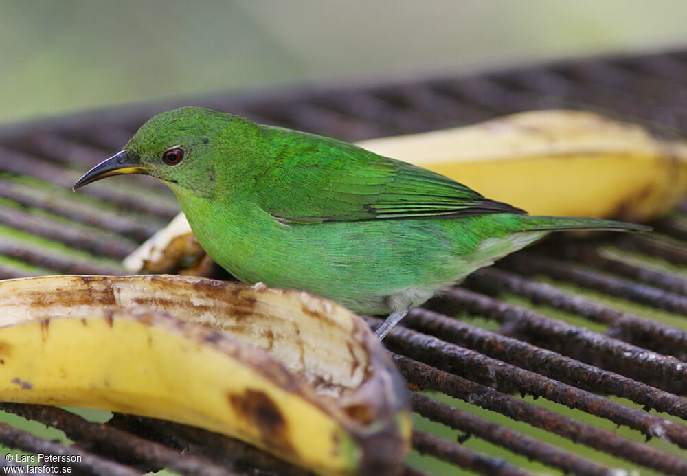 Green Honeycreeper