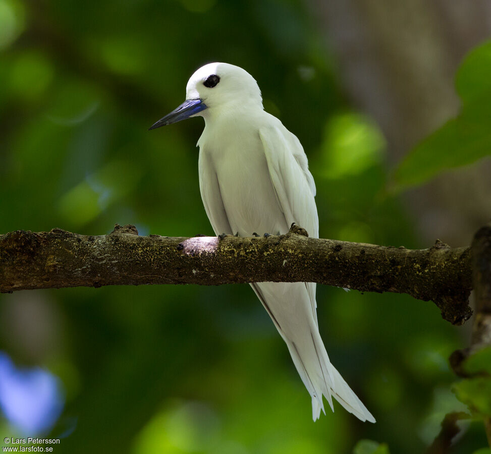 Gygis blanche