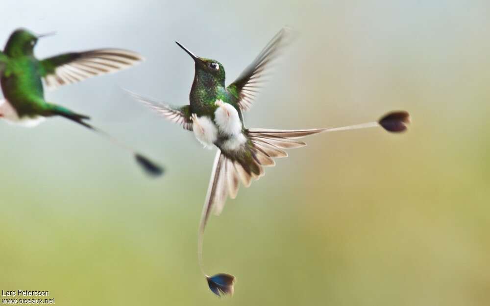White-booted Racket-tail male adult, Behaviour