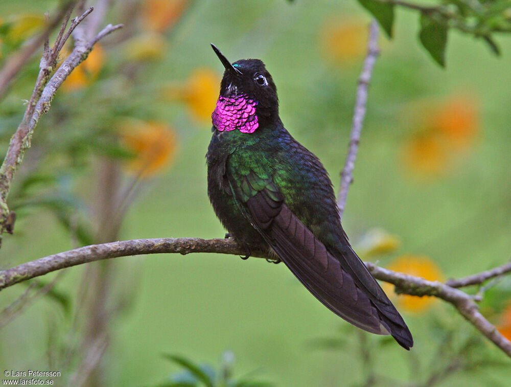 Héliange tourmaline