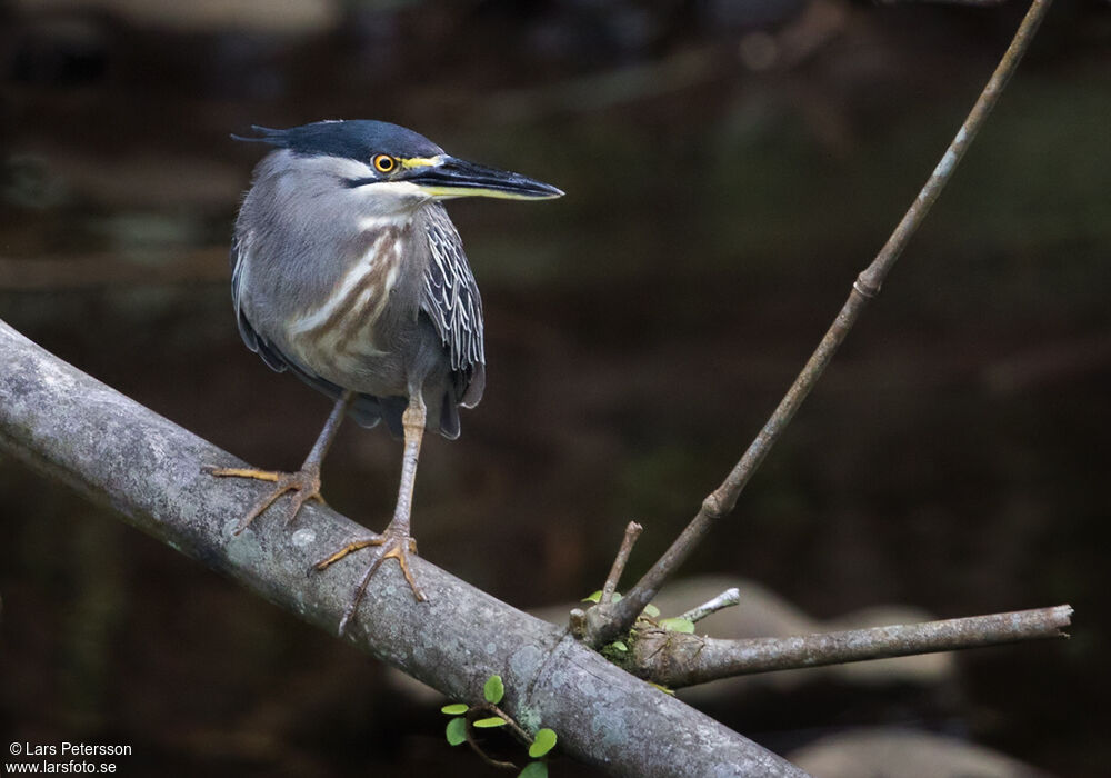 Little Heron
