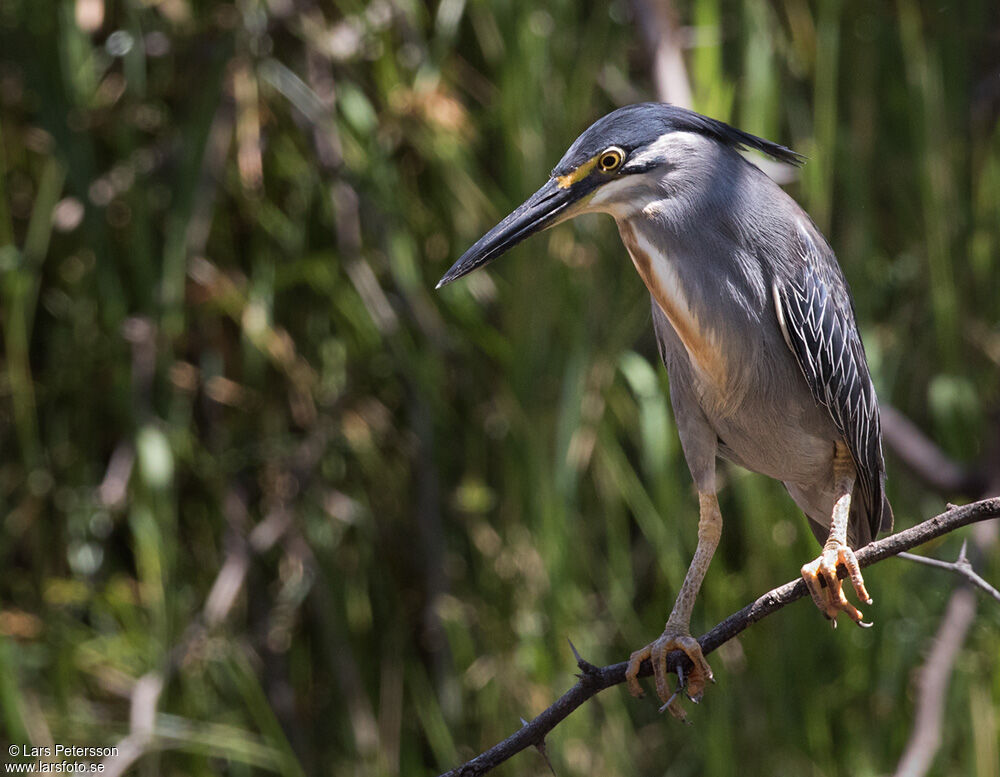 Little Heron