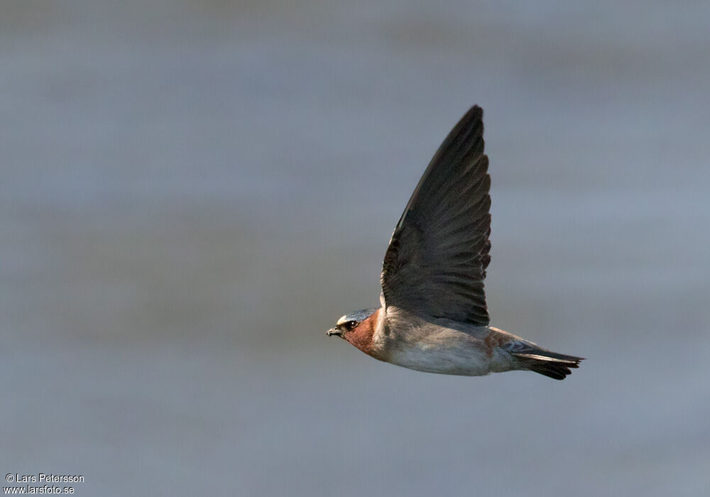 American Cliff Swallow