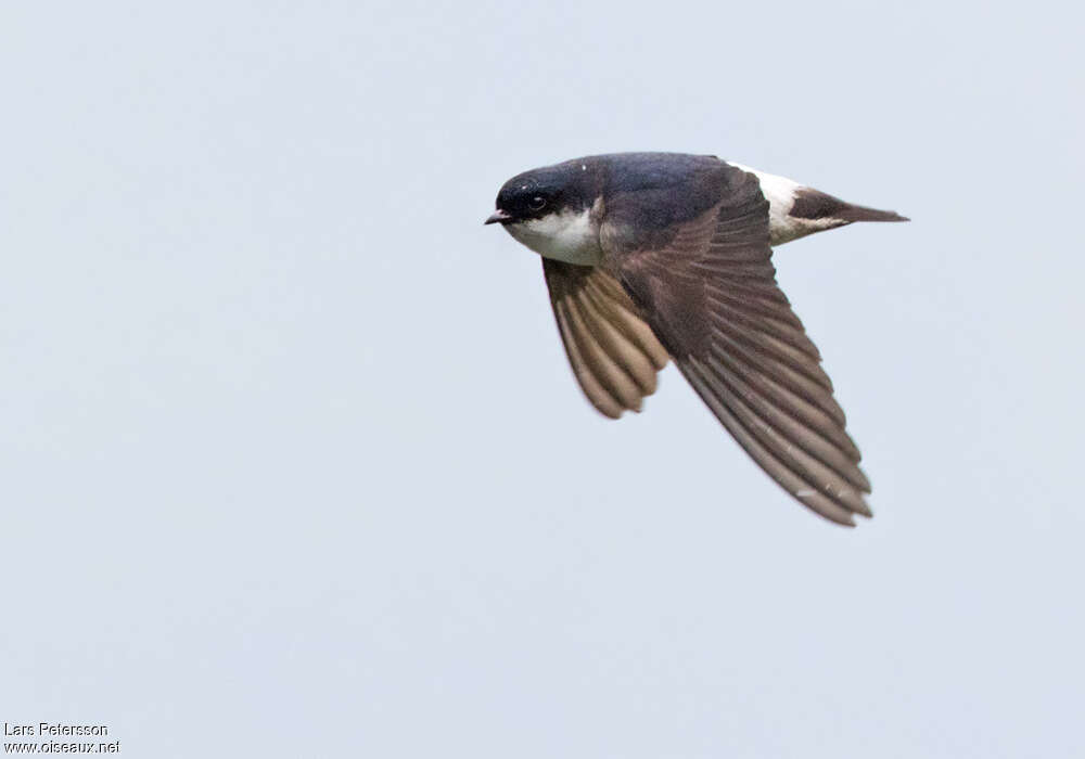 Asian House Martinadult, Flight