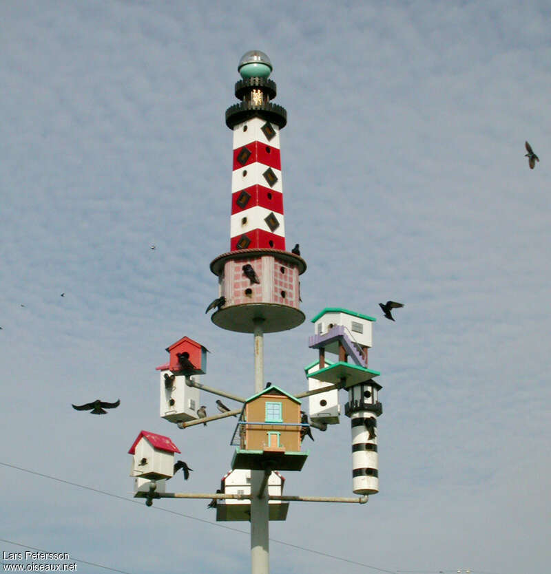 Purple Martin, Reproduction-nesting